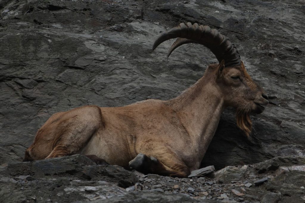 A serene alpine ibex resting on a rocky outcrop, showcasing its impressive horns and natural habitat.