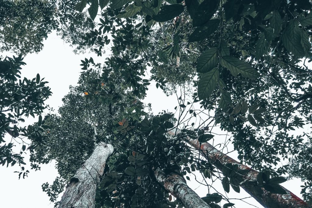 From below of green leaves of bush under tall lush trees and clear sky in forest
