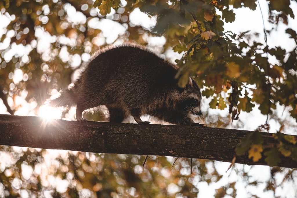 A raccoon gracefully walking along a tree branch with sunlight filtering through leaves.