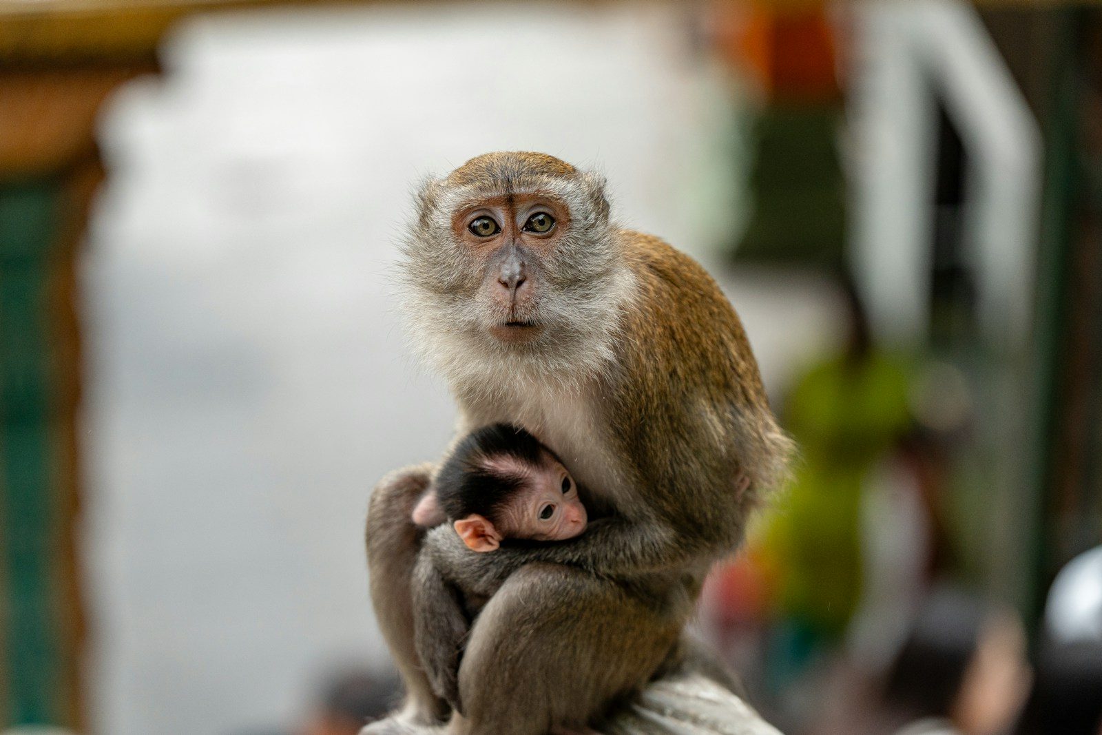 A mother monkey holds her baby monkey close
