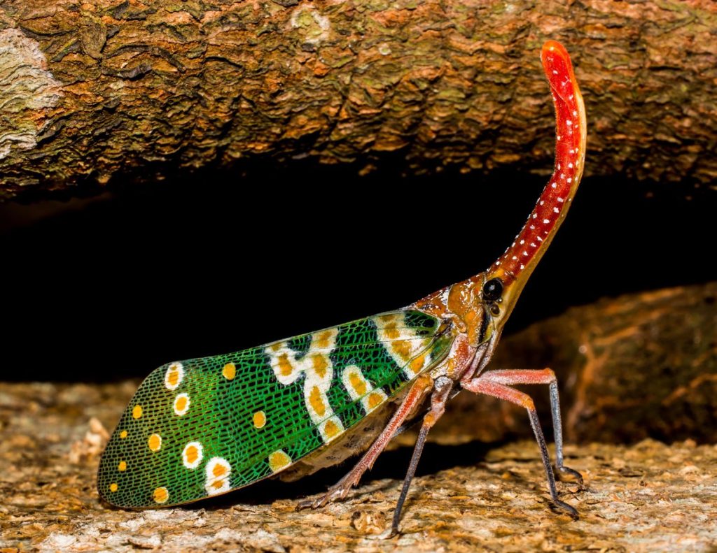 Vivid macro shot of a Pyrops candelaria planthopper with distinct spotted wings and red proboscis.