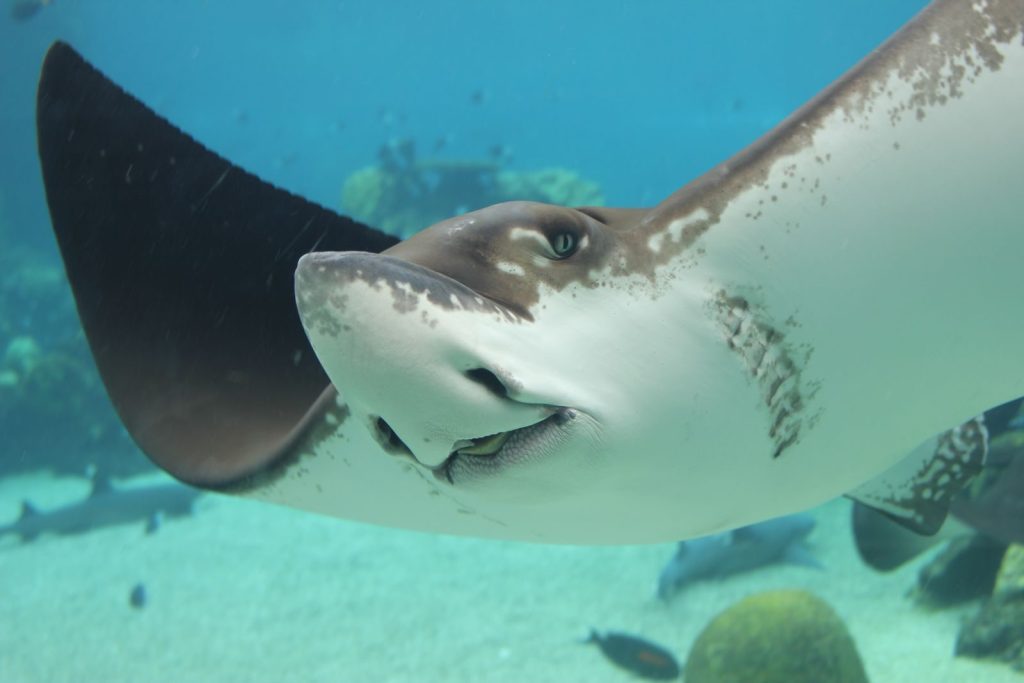 Detailed capture of a stingray swimming gracefully underwater in its natural ocean habitat.