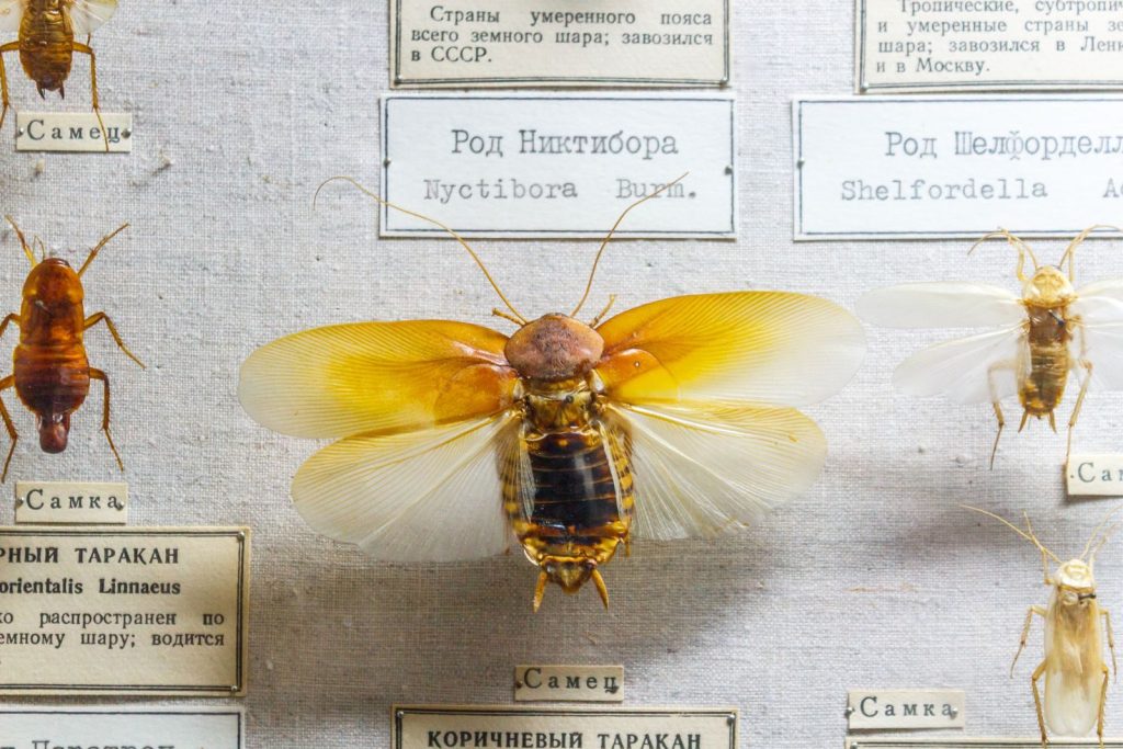 Close-up of Nyctibora specimen with intricate wing details and labels.