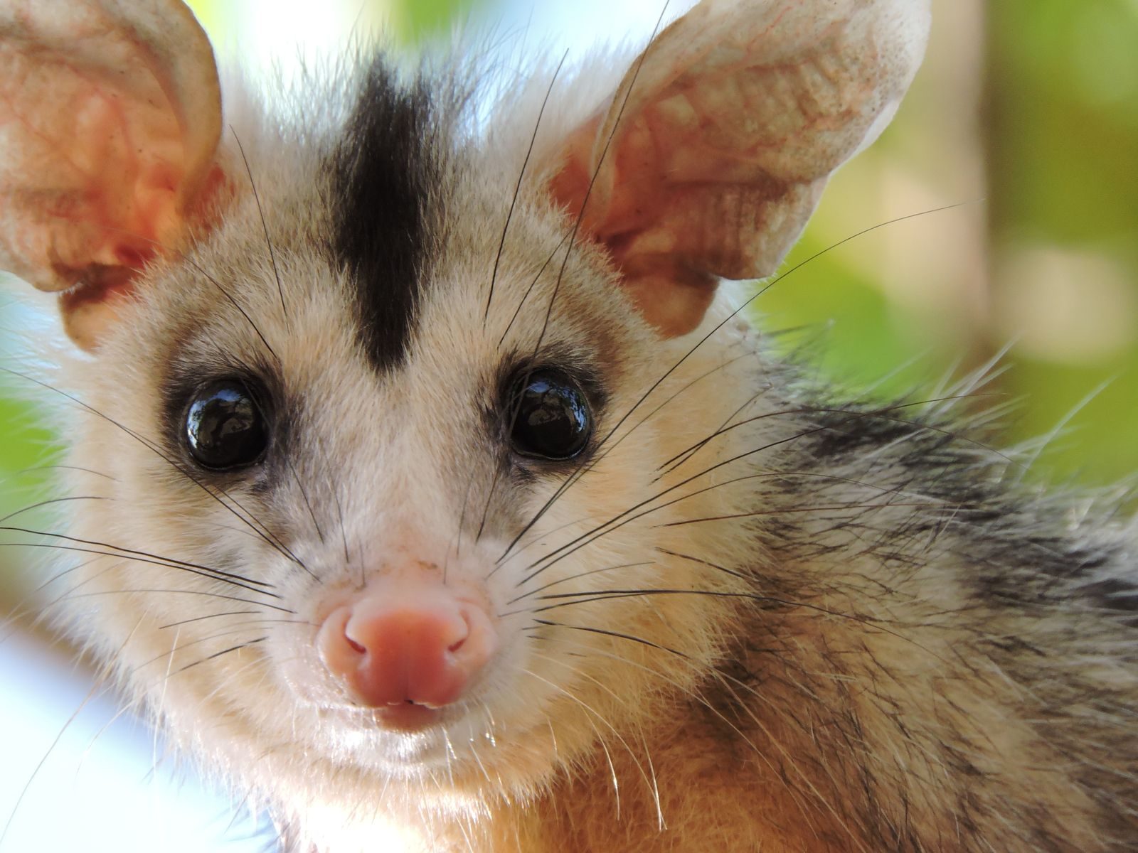Adorable opossum with big ears long whiskers and black spots on fur sitting in countryside against blurred background on summer day