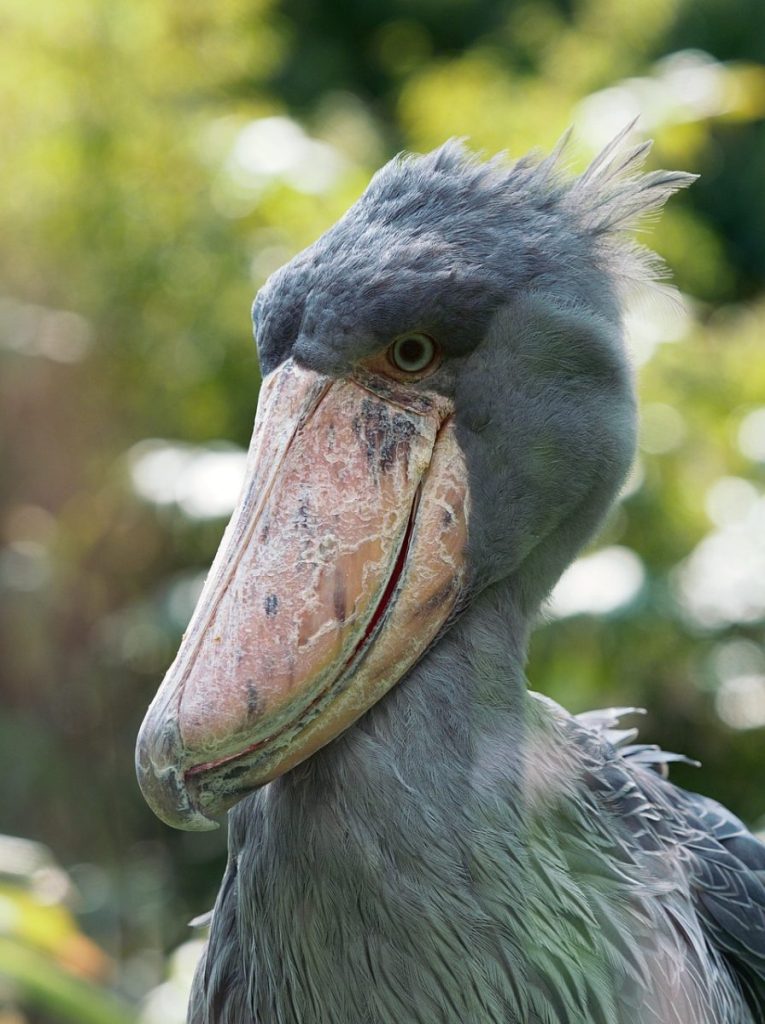 shoebill, bird, animal, beak, feathers, plumage, wildlife, fauna, nature, closeup, portrait, shoebill, shoebill, shoebill, shoebill, shoebill