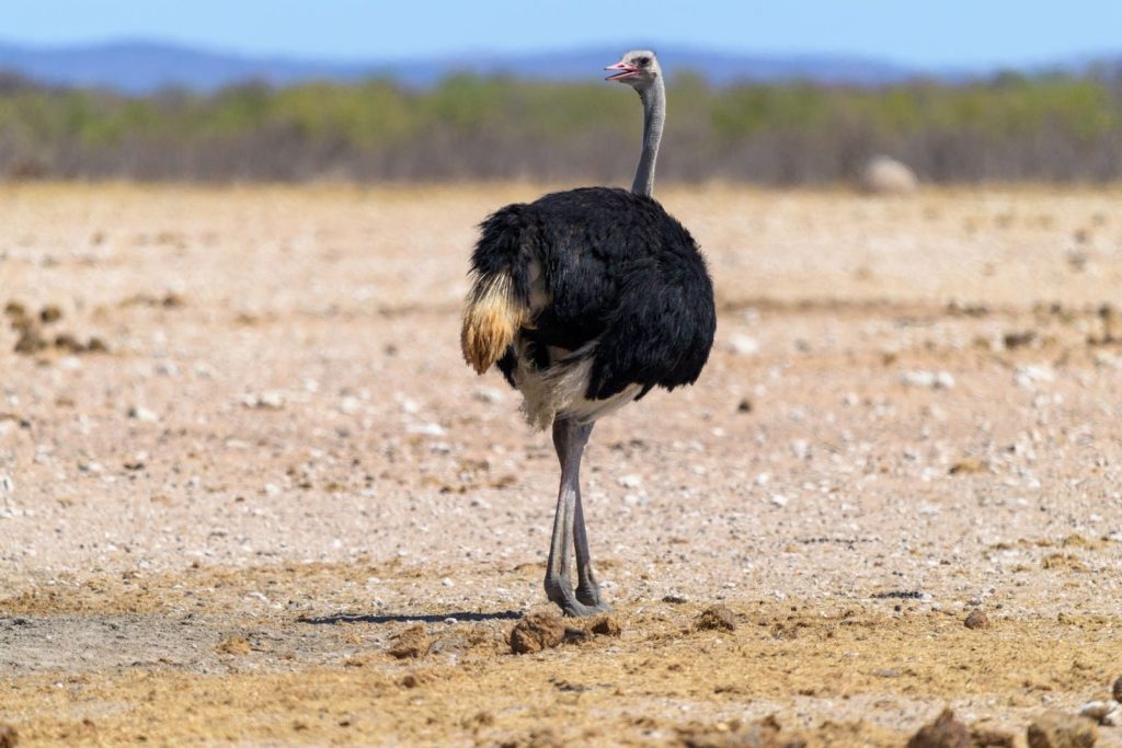 Captivating photo of an ostrich in the Namibian desert showcasing its natural habitat.
