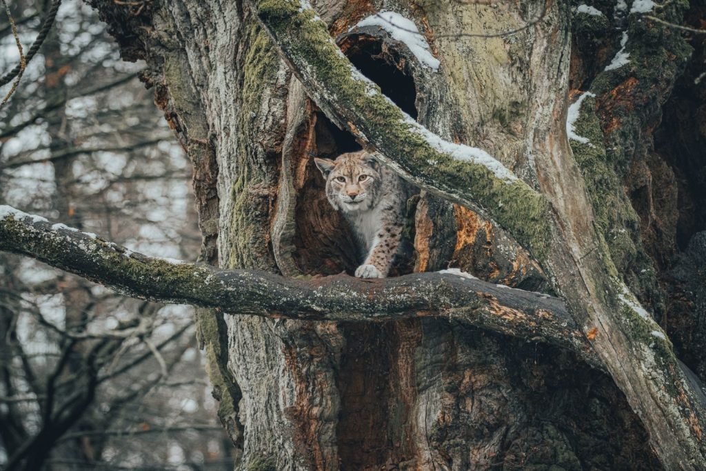 Wild fluffy lynx standing on leafless branch with snow near uneven hole in big tree in woods in winter day and looking at camera