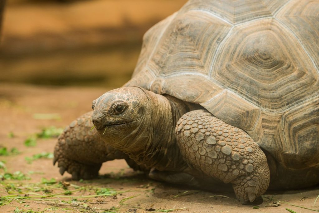 Detailed close-up of a giant tortoise on a sandy terrain, showcasing its textured shell and rugged skin.