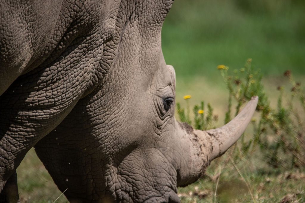 Detailed image of a rhinoceros grazing in a grassy field, showcasing rugged skin texture.
