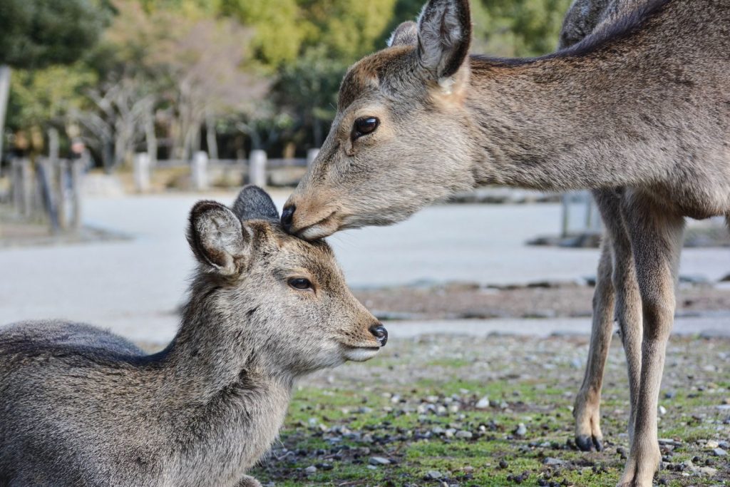 A tender moment between a mother deer and fawn in Nara Park, Japan.