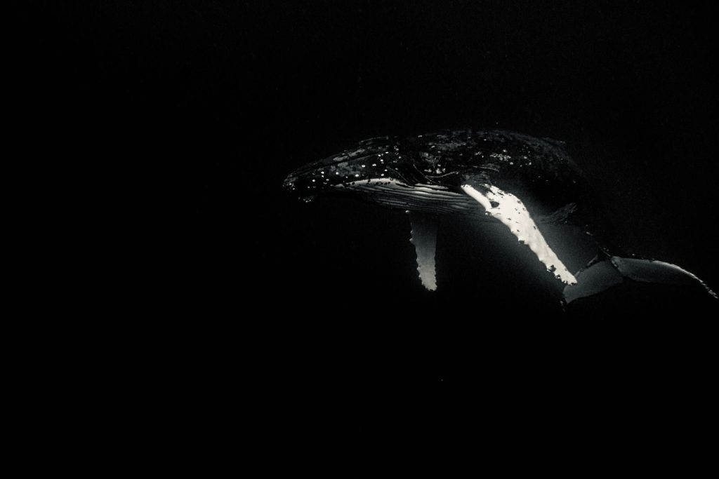 Black and white of large sized whale with elongated pectoral fins swimming in dark sea