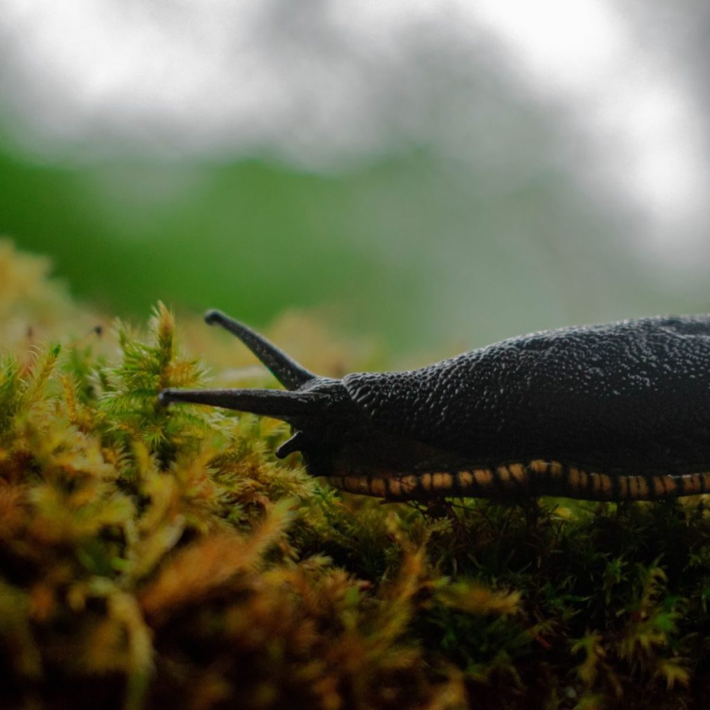 Close-up of a slug on a vibrant mossy surface in Cantabria, Spain, captured in a serene natural setting.