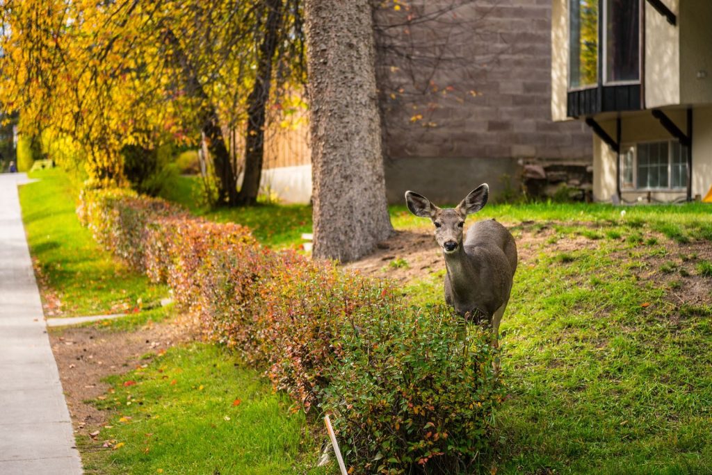 A deer standing in a sunny garden near a residential house, showcasing wildlife in urban areas.
