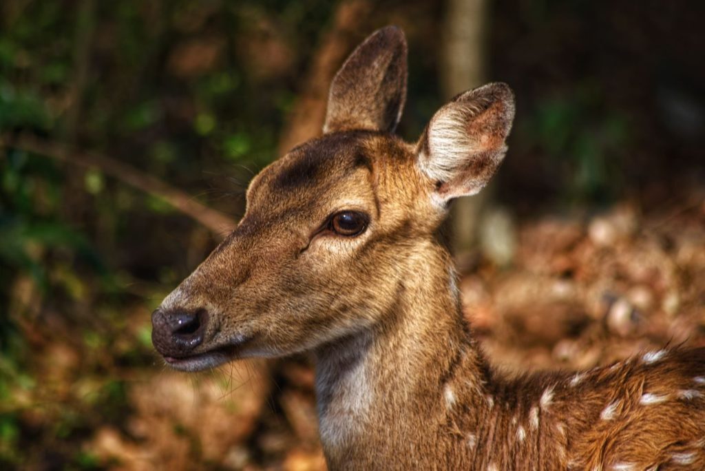 Detailed close-up of a deer in the wild, showcasing its natural beauty and serene expression.
