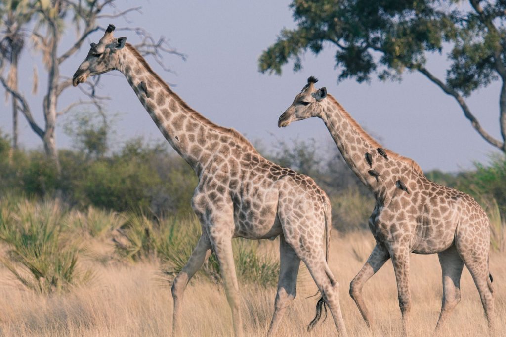Two giraffes stroll through the African savanna under a clear sky, showcasing their iconic long necks.