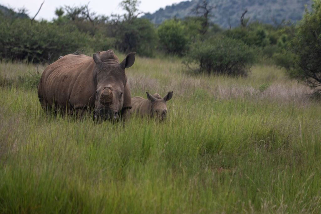 A mother rhinoceros and her calf grazing in the lush green savanna.