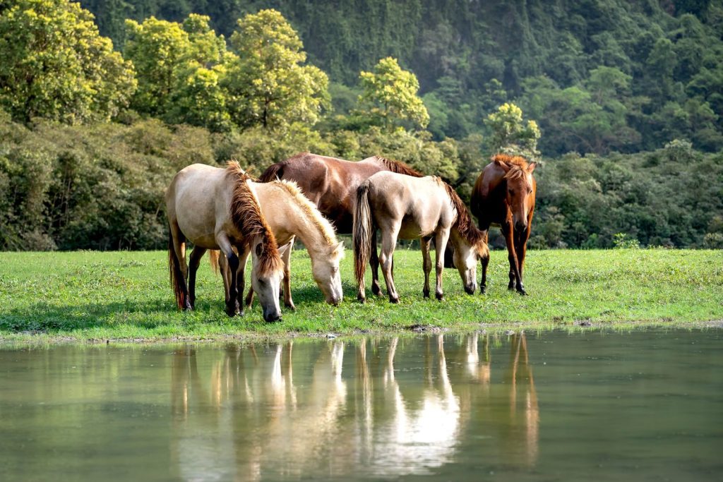 Captivating scene of wild horses grazing by a serene pond with lush greenery.