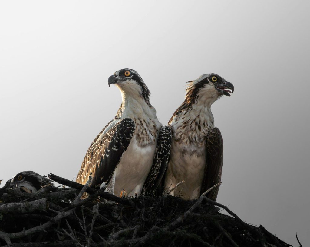 Two ospreys stand in their nest against a bright sky.