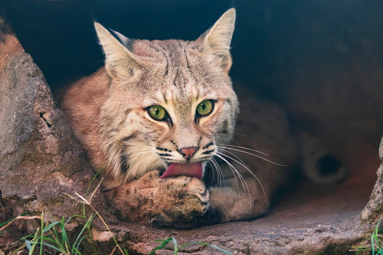 a close up of a cat laying on the ground