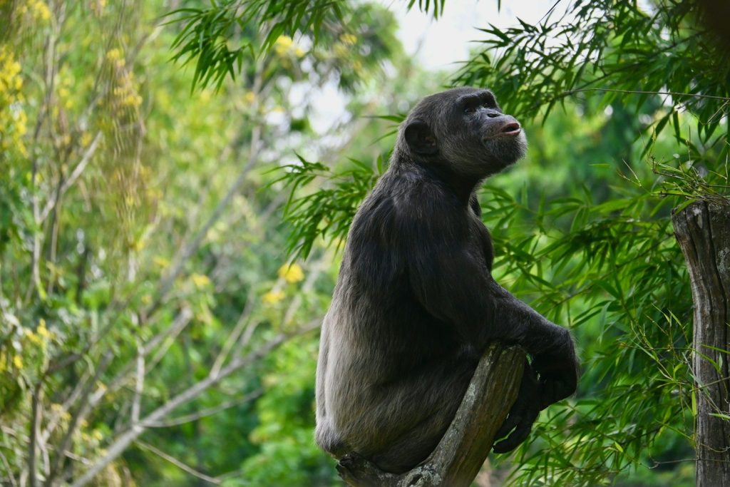A monkey sitting on a tree branch in a forest