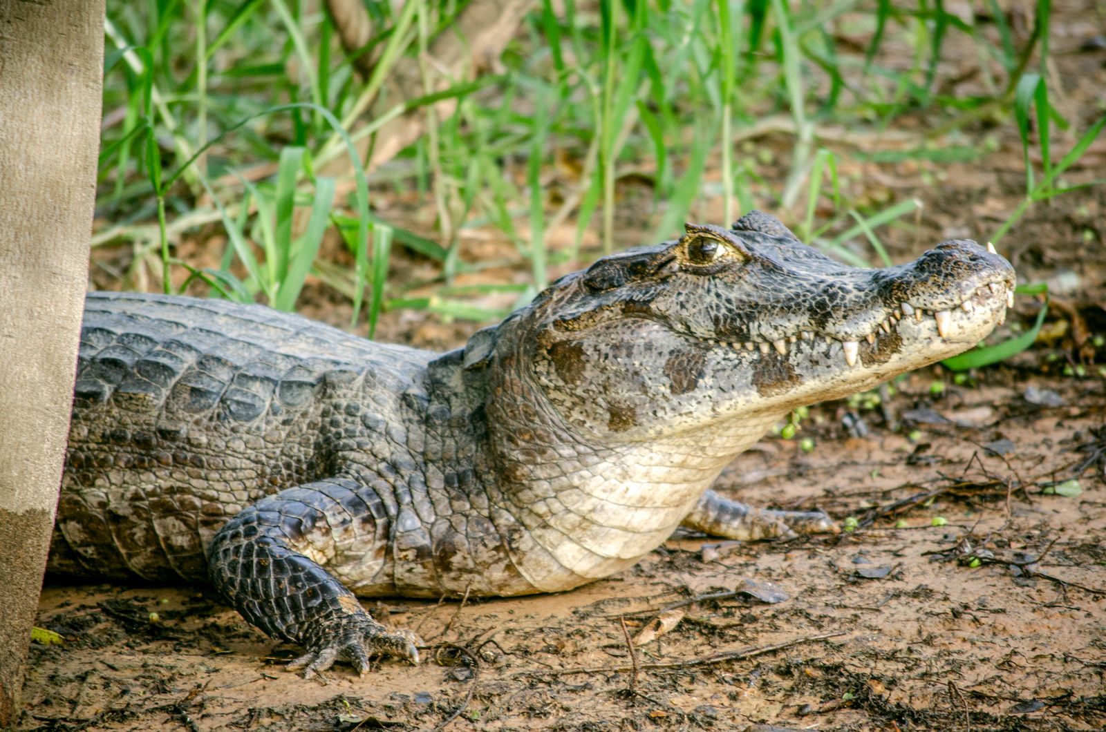 A detailed close-up of a caiman resting on muddy terrain in a vibrant wetland setting.