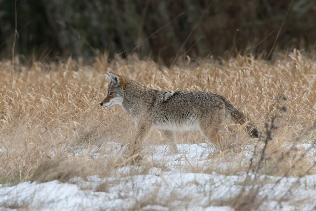 A coyote traverses snowy grassland, blending with the natural winter landscape.