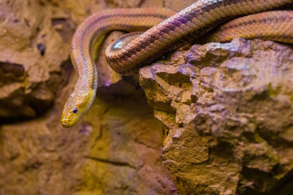 A detailed image of a snake slithering on a rocky formation, showcasing its textured scales.