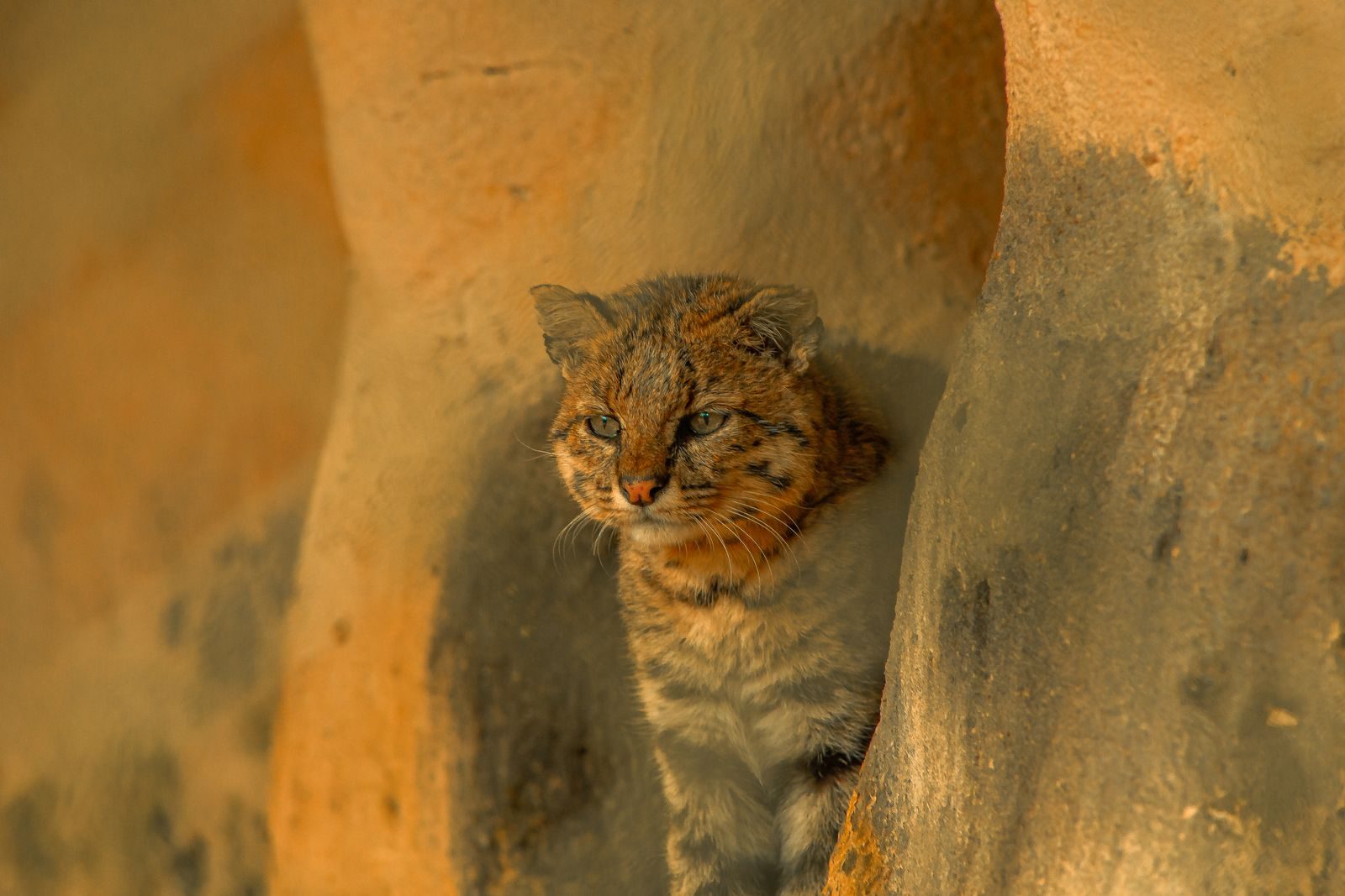 A wild cat with distinct markings rests on rocky terrain, blending into its environment.