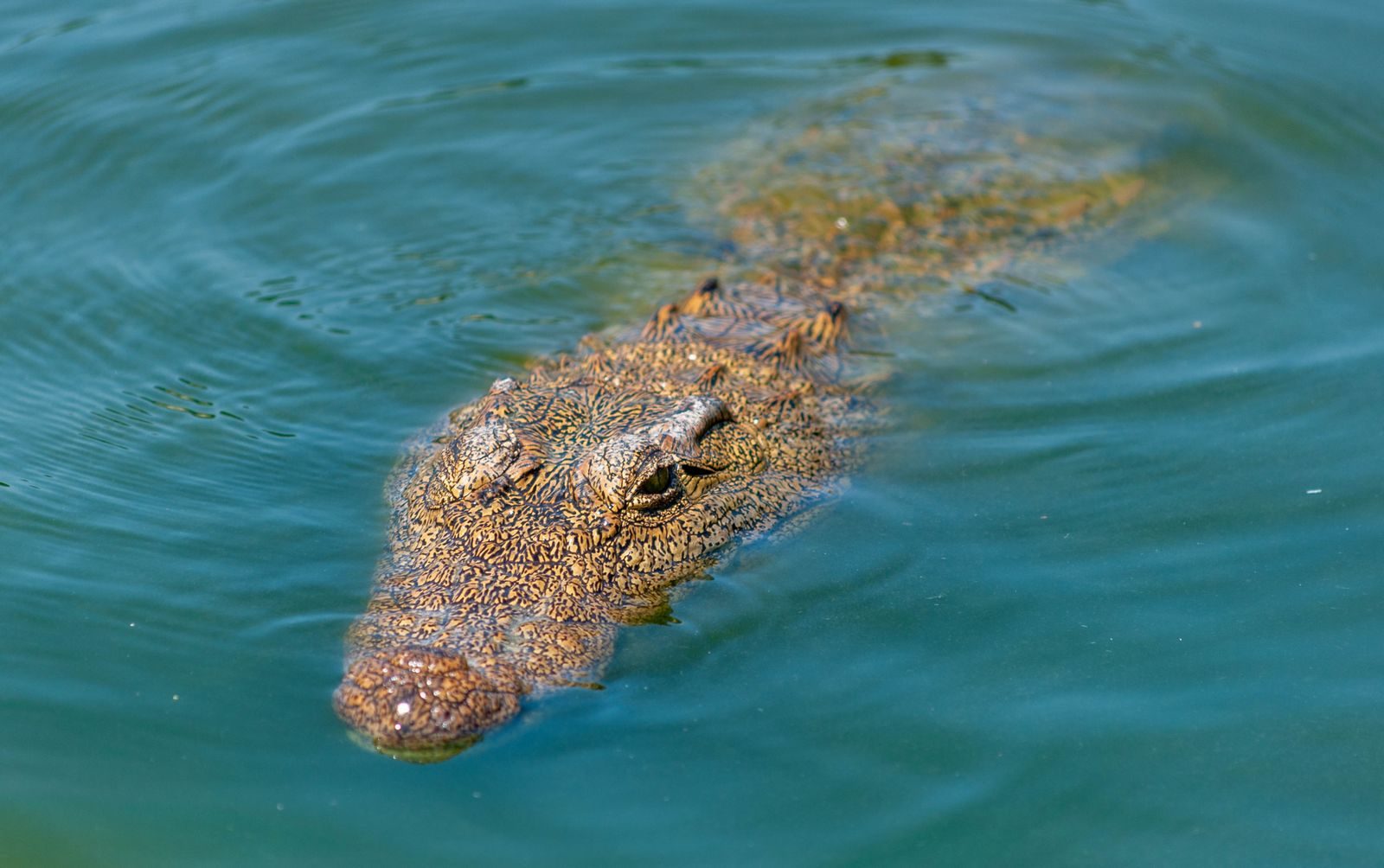 From above of wild dangerous crocodile with rough skin swimming in calm rippling water of river