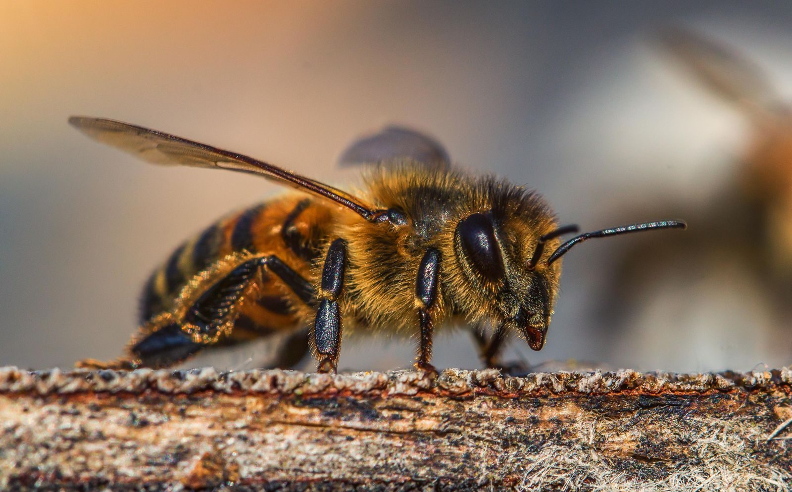 Detailed macro photograph of a honey bee on a log showcasing the insect's features.