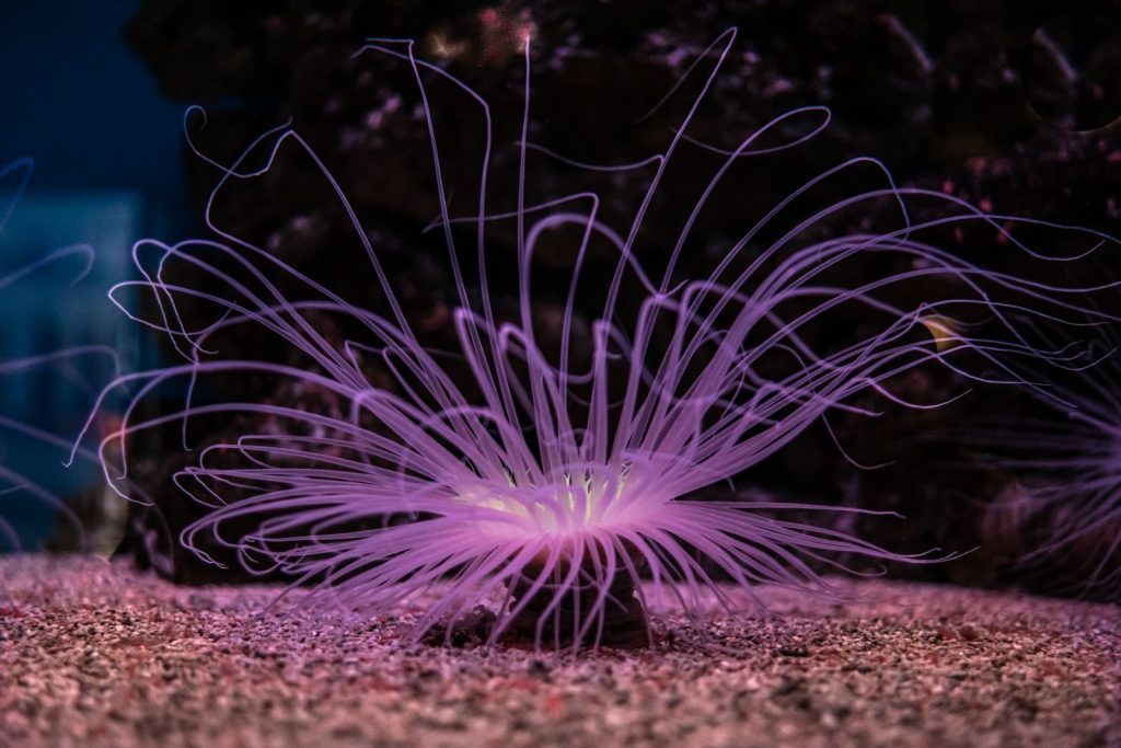 Vibrant neon-lit sea anemone in a dark underwater setting, showcasing stunning tentacles.