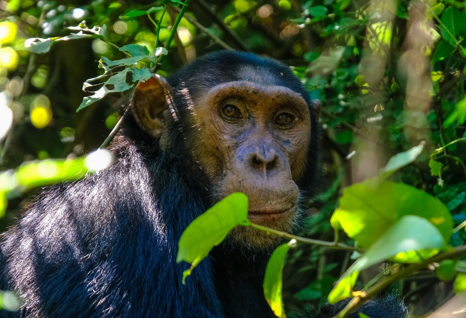 Curious black chimpanzee sitting on tree with fresh green leaves and looking at camera on sunny day in forest