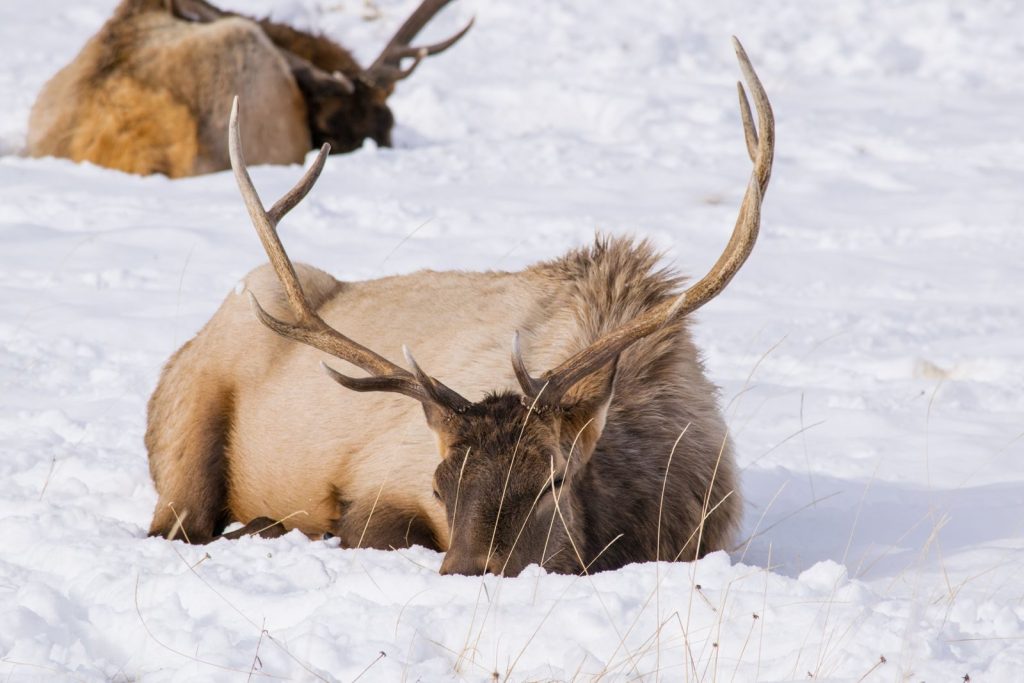 Two elk resting peacefully in a snow-covered landscape in Jackson, Wyoming.