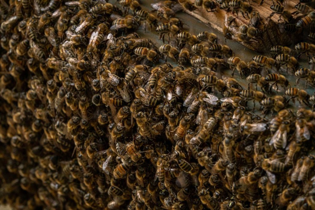 Detailed close-up of a honeybee swarm on a hive in an apiary setting.