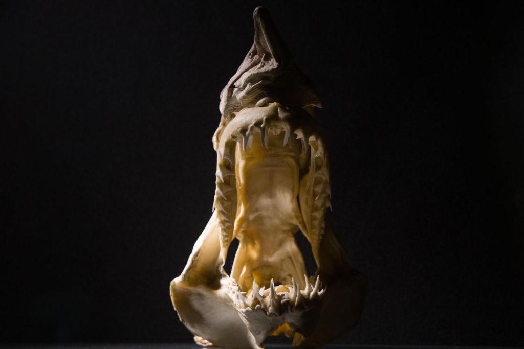 Close-up of a shark jaw fossil with visible teeth on a dark background.