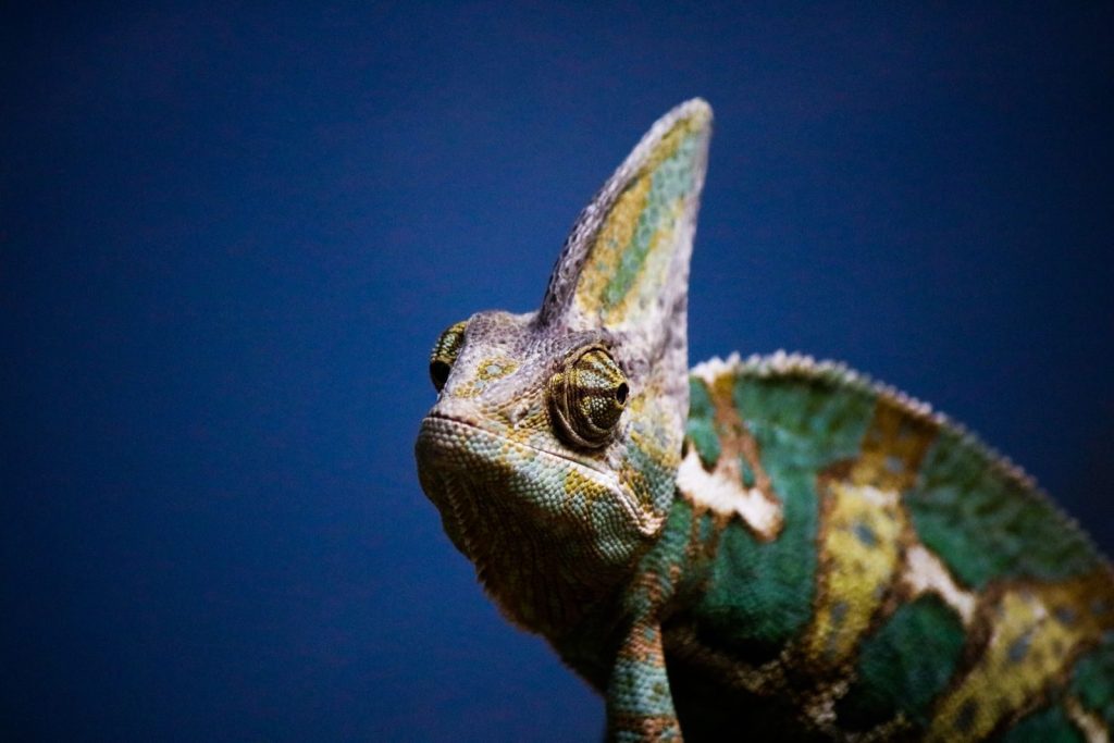 Close-up of a colorful chameleon on a blue background, showcasing its intricate patterns.
