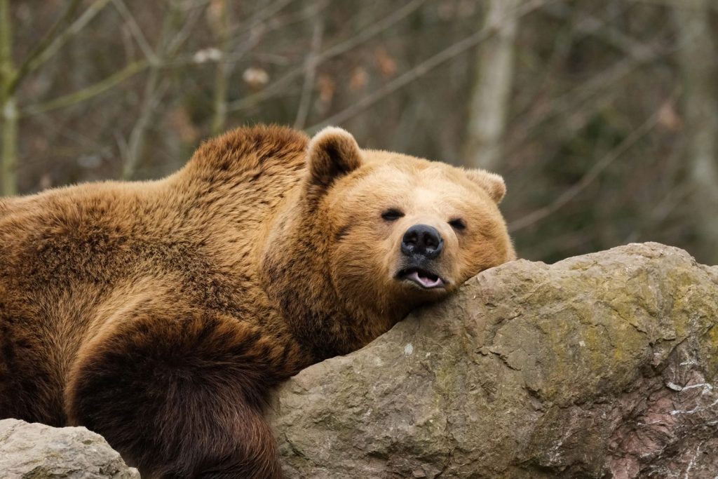 A calm brown bear rests on rocks surrounded by a forest, showcasing nature's tranquility.