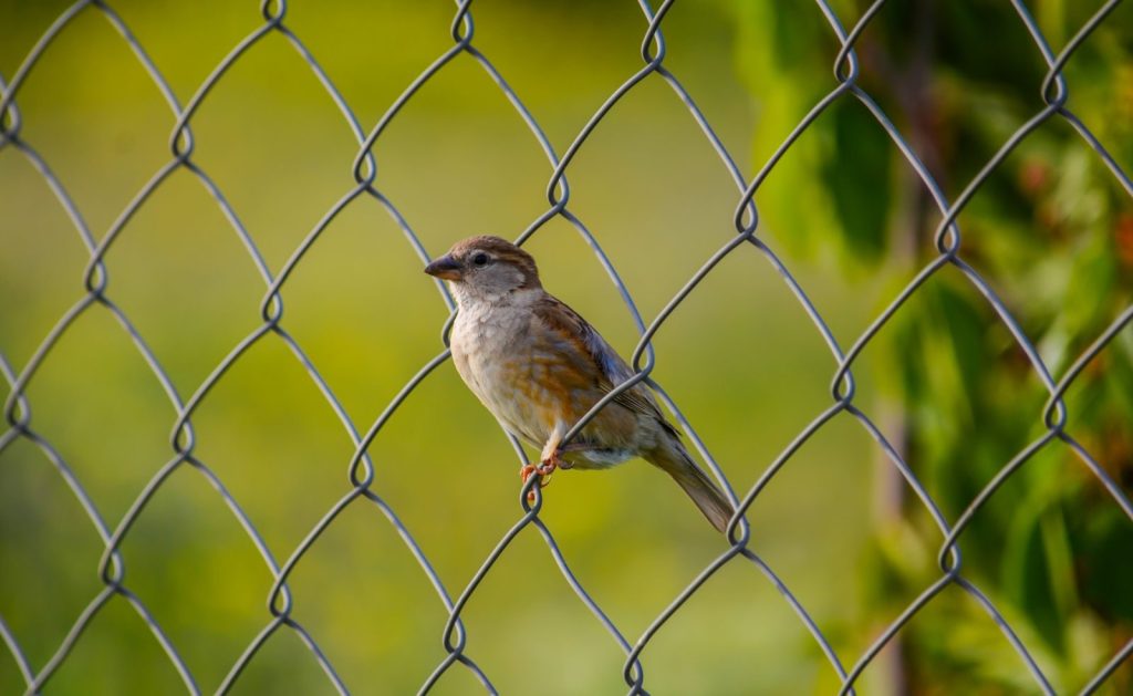 A sparrow perched on a chain link fence with a blurred green background in Kurdistan Province, Iran.