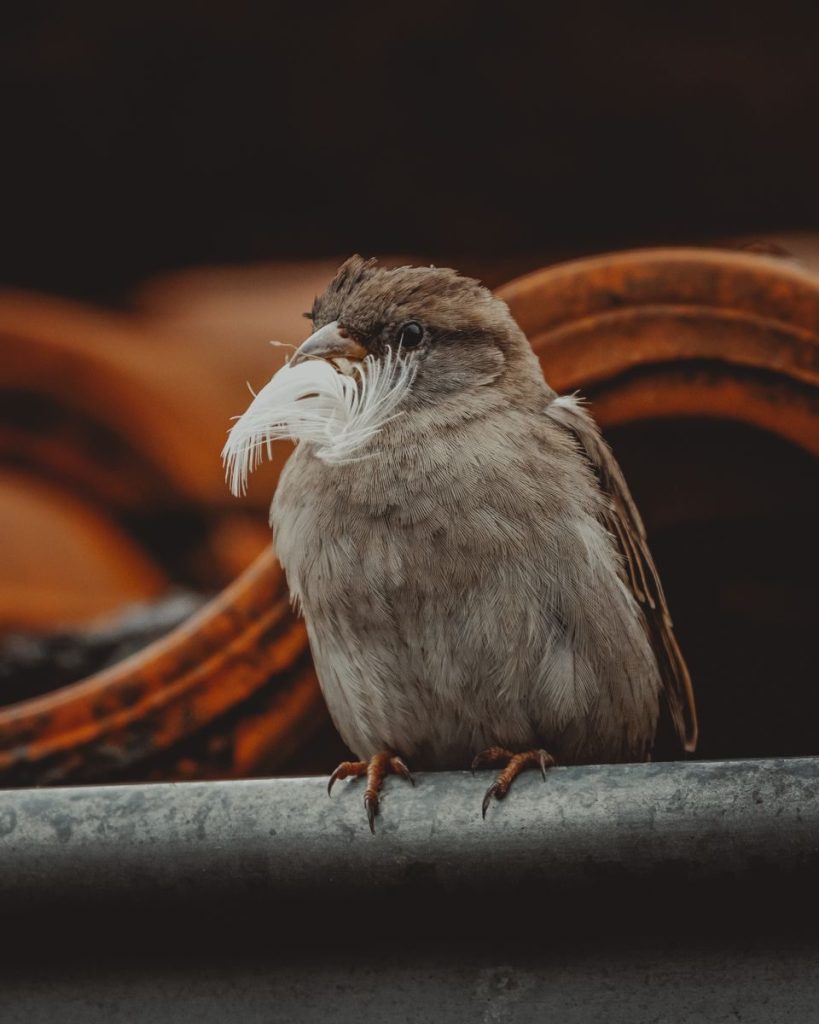 Small curious common sparrow bird with brown plumage sitting on fence in street in daylight