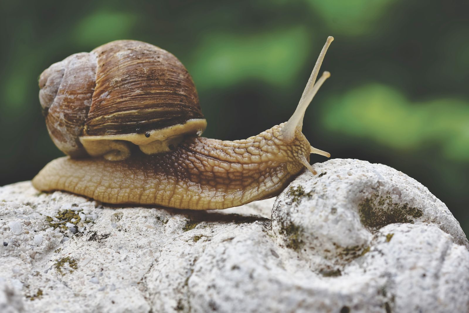 Detailed close-up of a snail with a textured shell crawling over a rough, rocky surface.