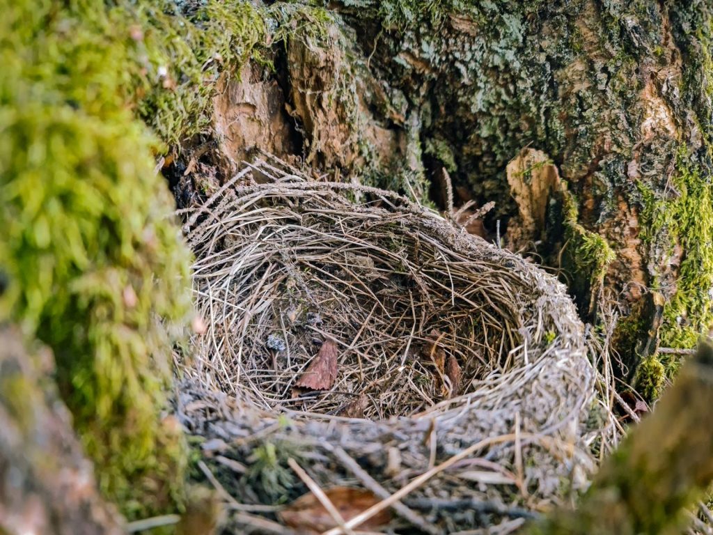 A detailed close-up of an empty bird's nest nestled in tree bark surrounded by moss.