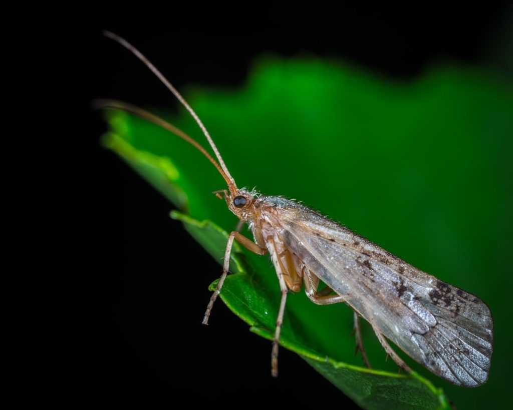 Close-up of a caddisfly perched on a green leaf with detailed wings.