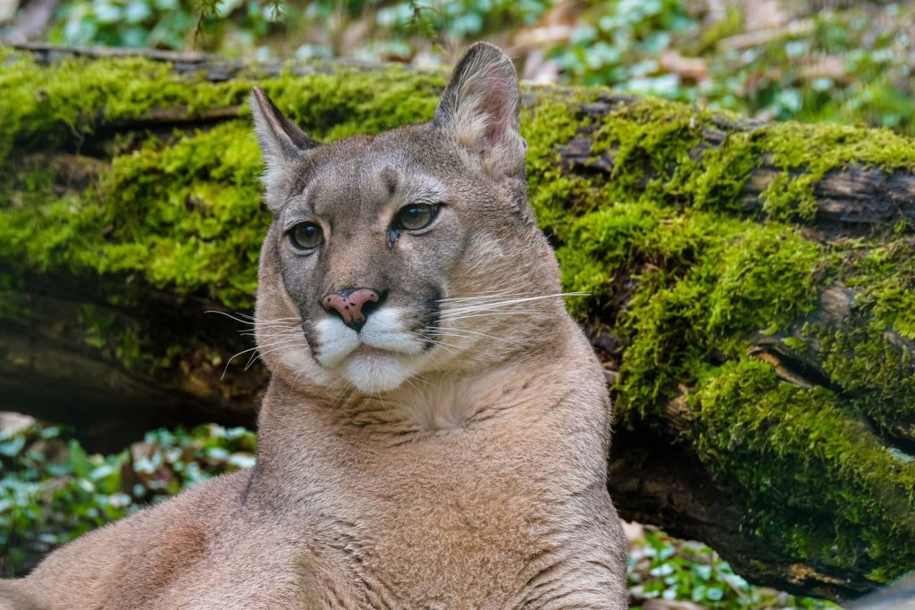 A captivating close-up of a cougar resting against a mossy log in a serene forest setting.