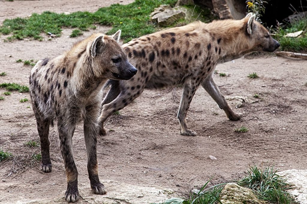 Two spotted hyenas walking outdoors in Leipzig Zoo, Germany.