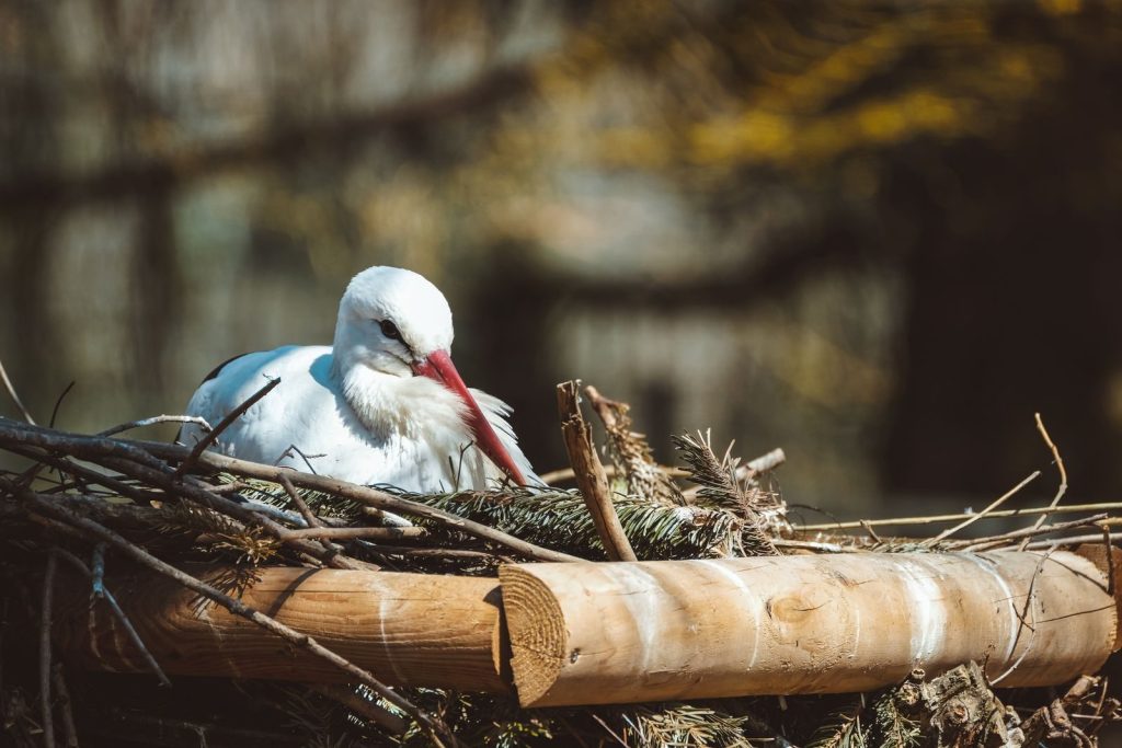 A white stork resting in its nest with a blurred natural background, showcasing wildlife.