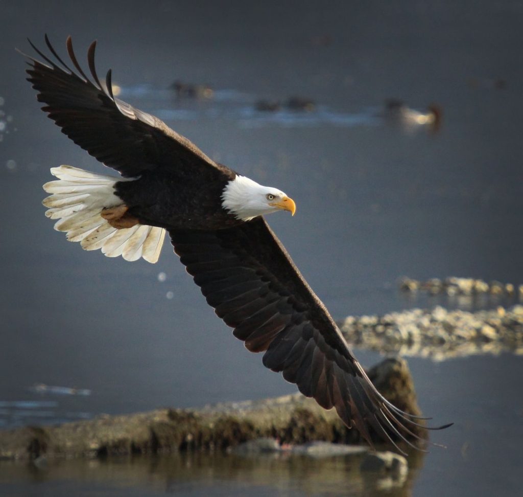 Close-up of a bald eagle soaring gracefully over a serene water body in Canada.