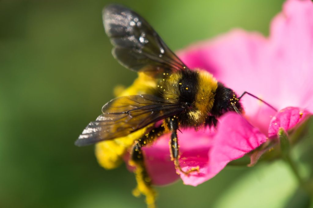 Close-up of a bumblebee collecting pollen from a vibrant pink flower in bright sunlight.