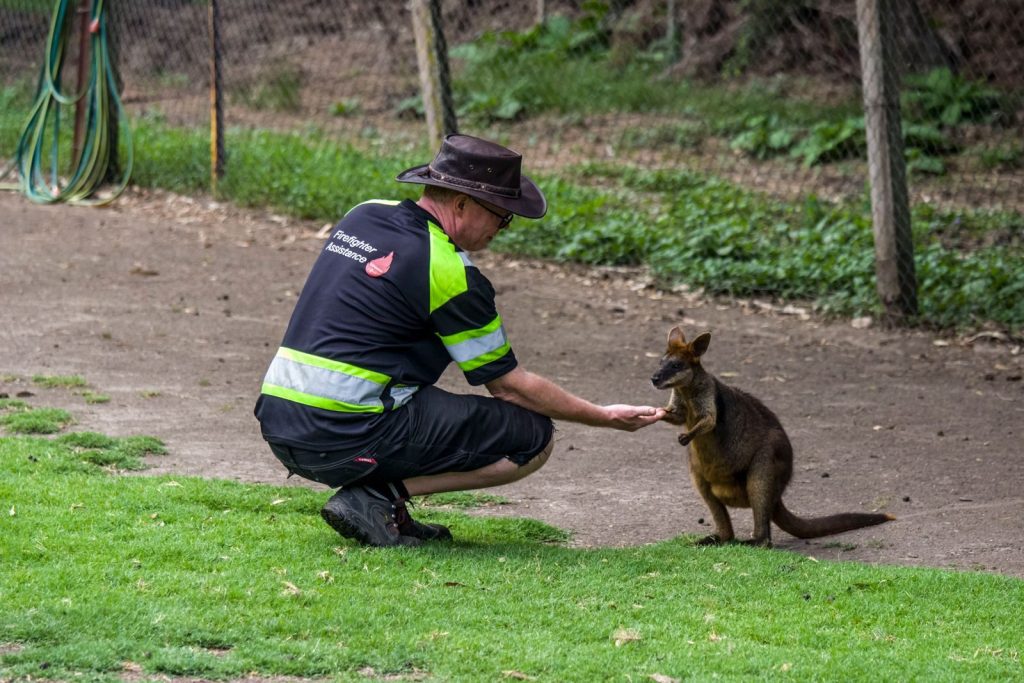 Man kneels to feed a wallaby outdoors in NSW, showcasing human-animal interaction.