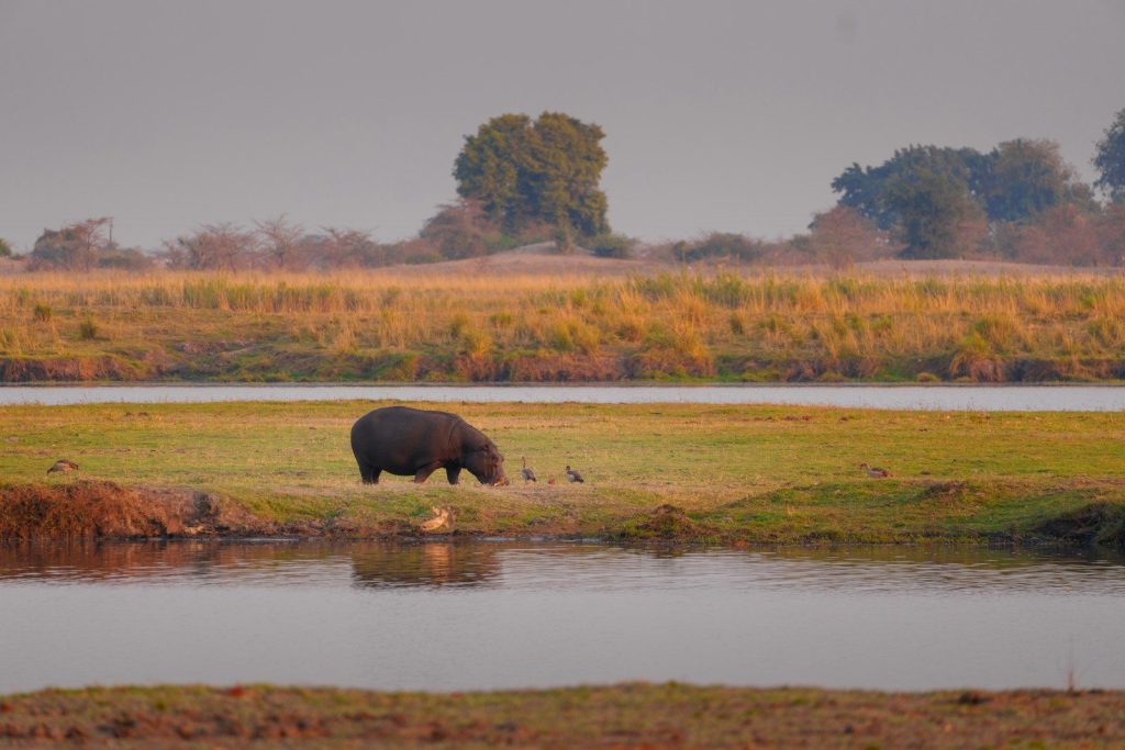 Hippopotamus grazing by a river with birds nearby