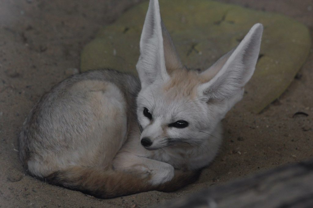 A small white fox laying on top of a dirt ground